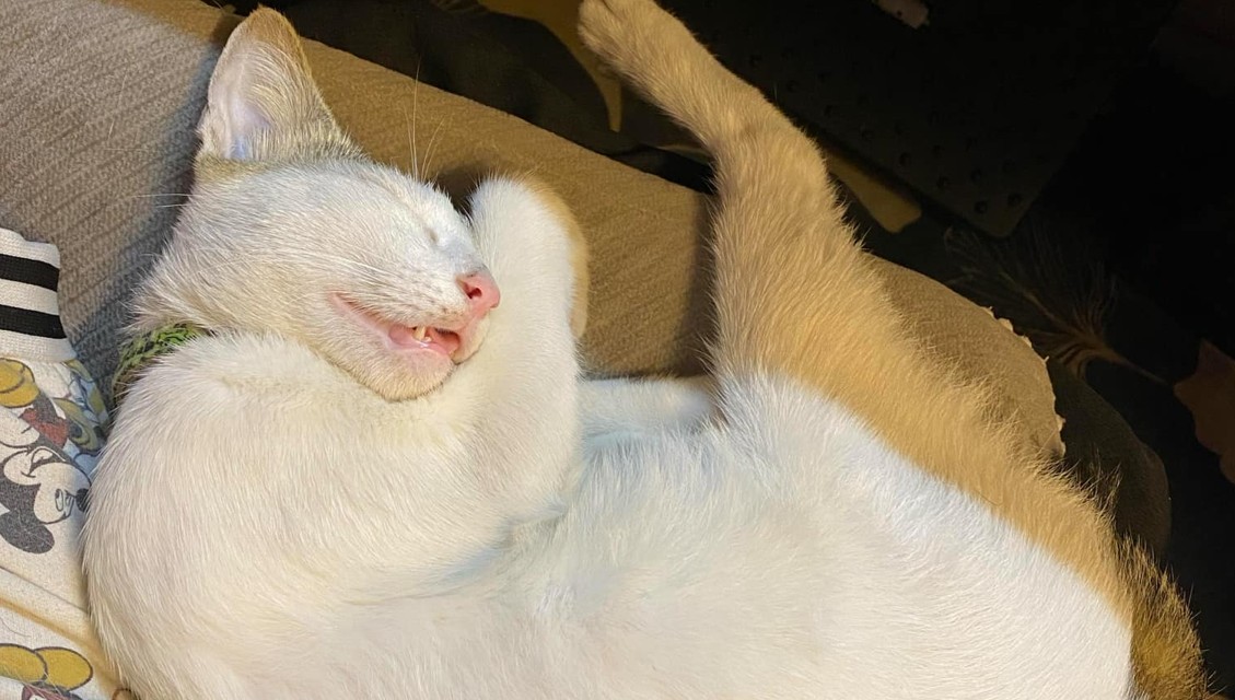 ESA Cat